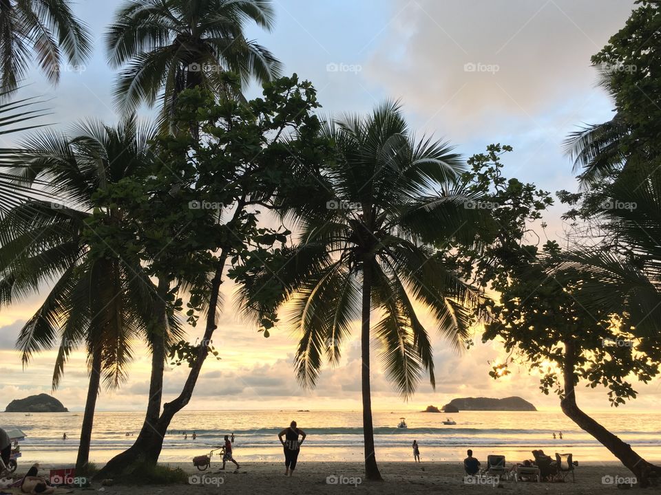 Sunset palm trees at beach 
