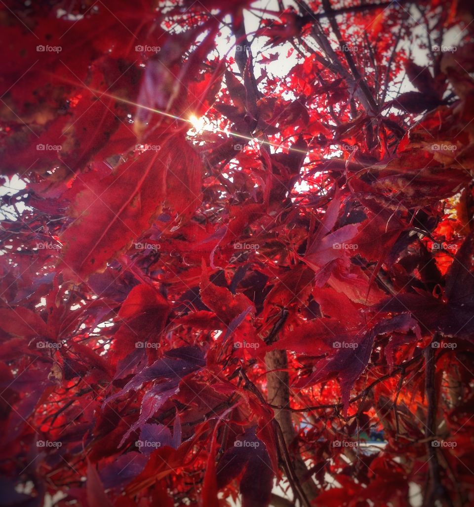 Hanging on ... The last of the autumn leaves.