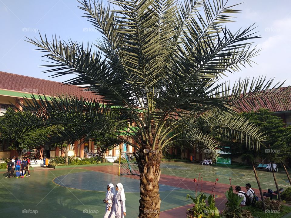 Palm And School