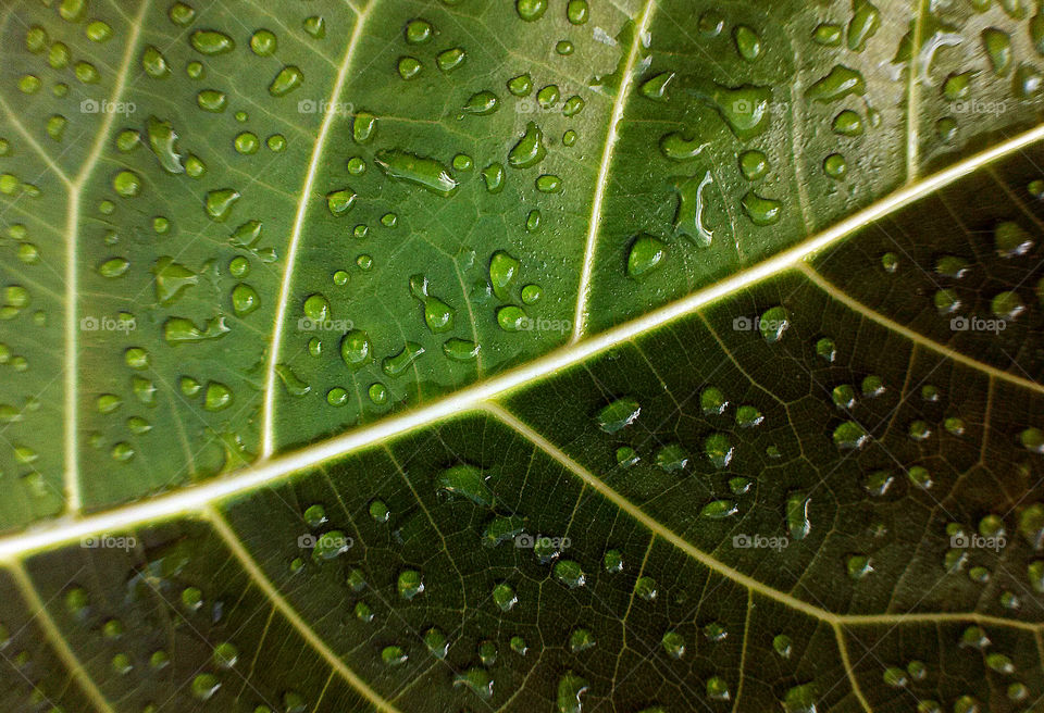 Leaf