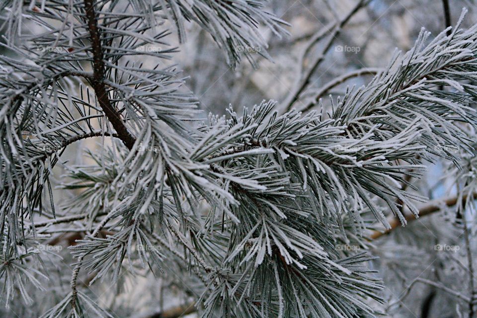 Snow branches