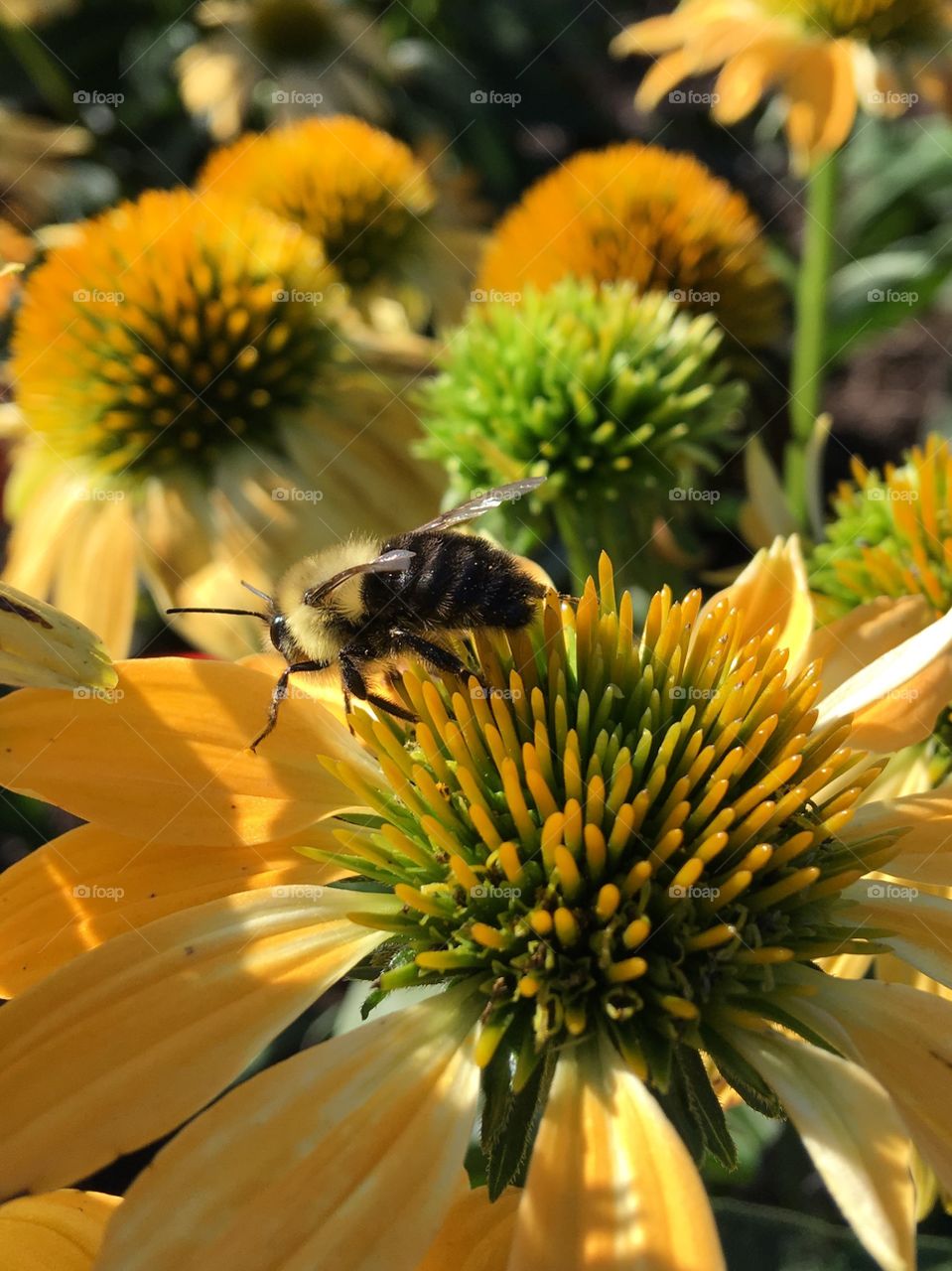 A busy bee working in the sunlight