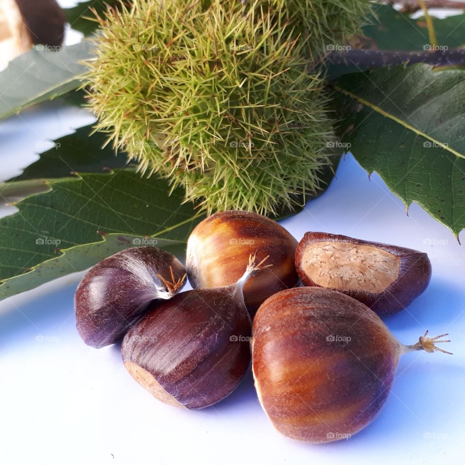5 chestnuts and a chestnut shell