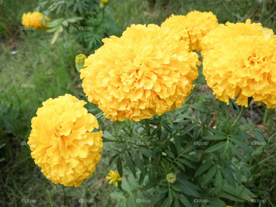 bloom yellow marigold flowers