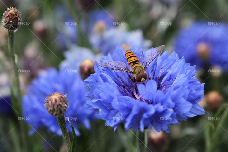 Fly on flower