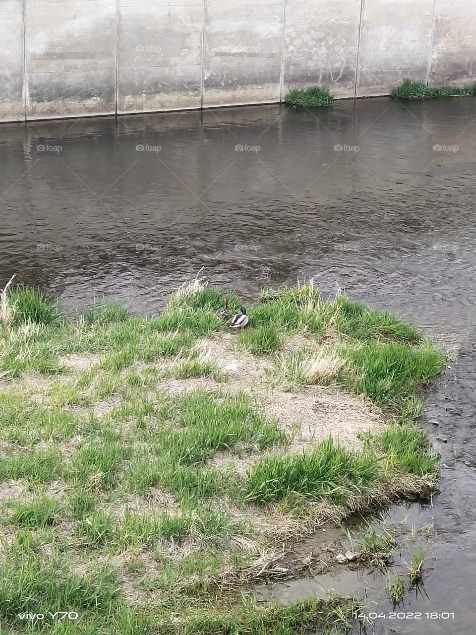 Ducks