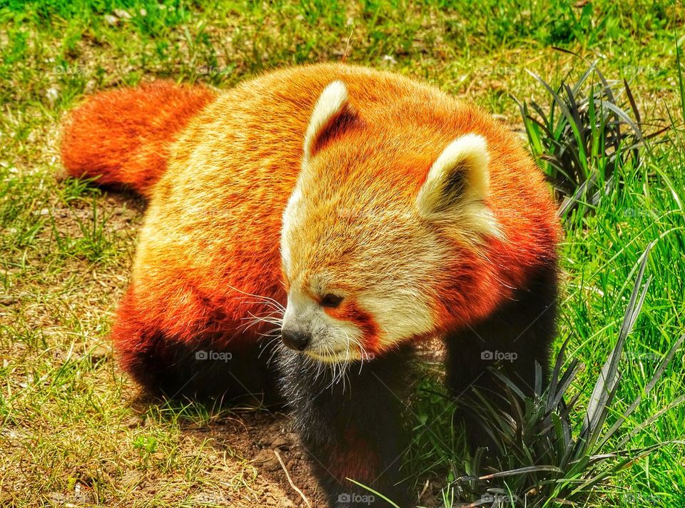 Red Panda