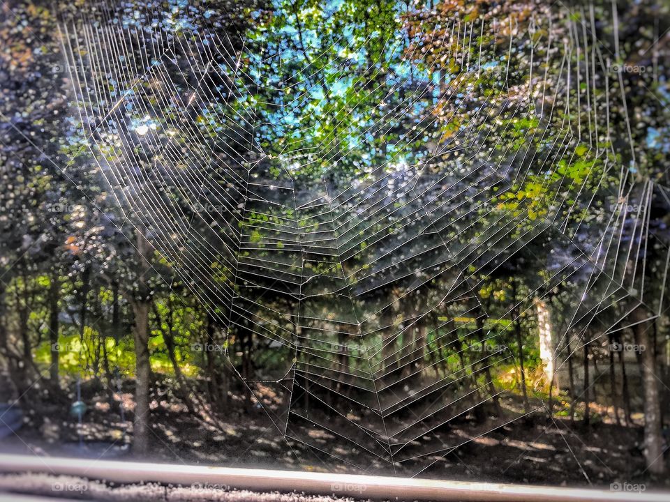 Spider web in the fall 