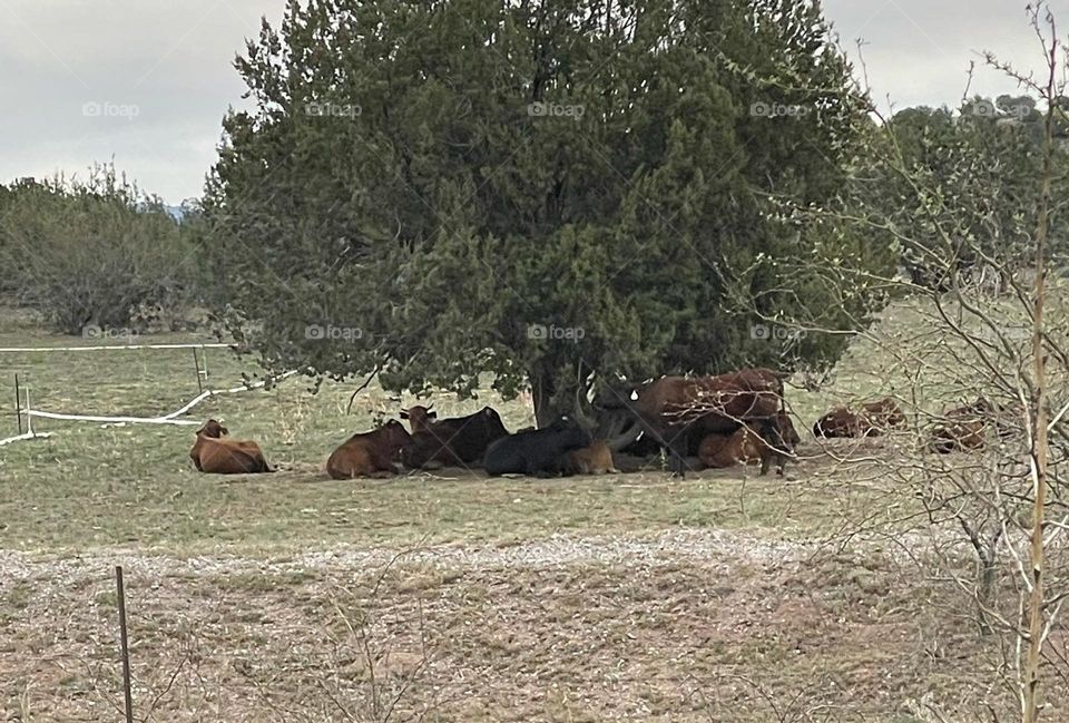 Tree of life-Arizona 