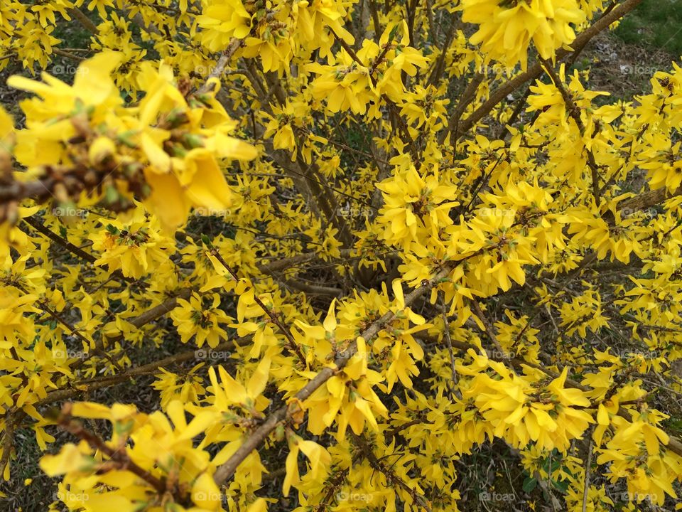 Forsythia Bush 