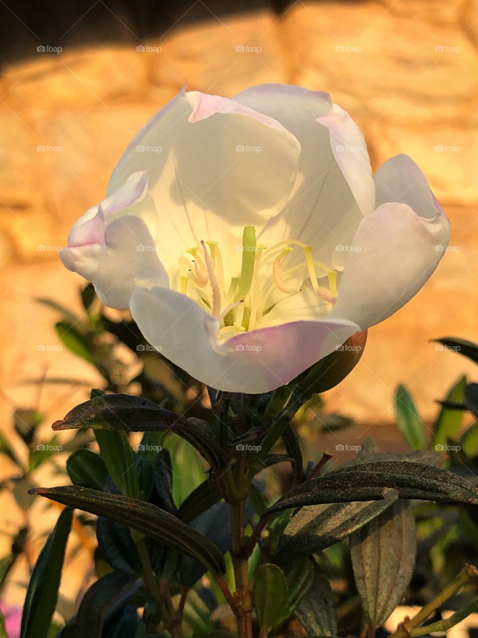 A Tibouchina mutabilis flower. It is an evergreen tree that grows in Brazil, where is called Manacá da Serra, and it is known as Glory Bush in Australia. Its flowers have different colors (white to pink), which makes it a beautiful ornamental plant.