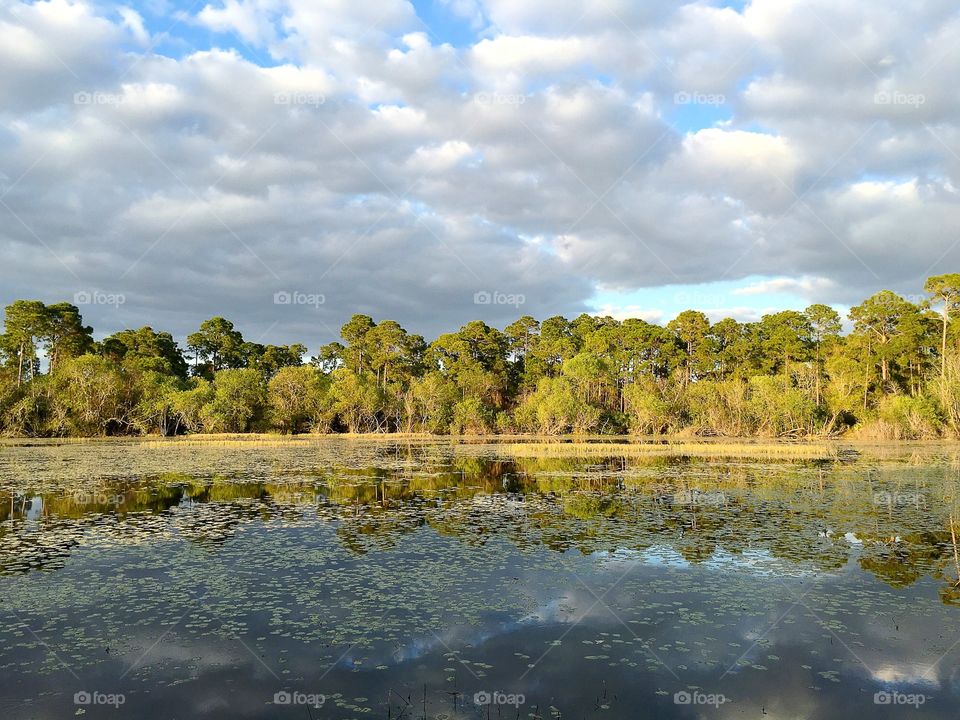 Forest reflection 
