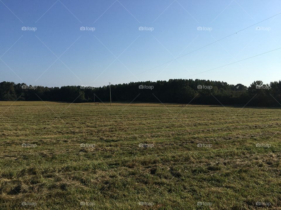 Afternoon on the farm.