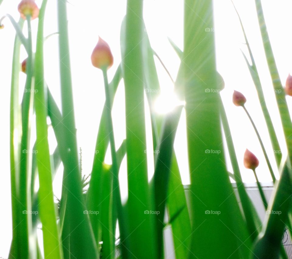 Low angle view of flowers