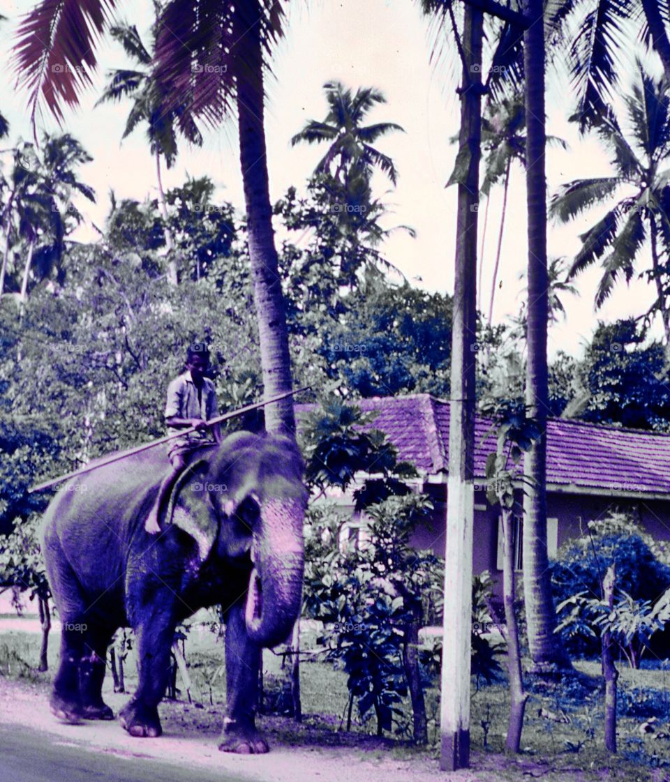 Sri Lanka , man on elephant 