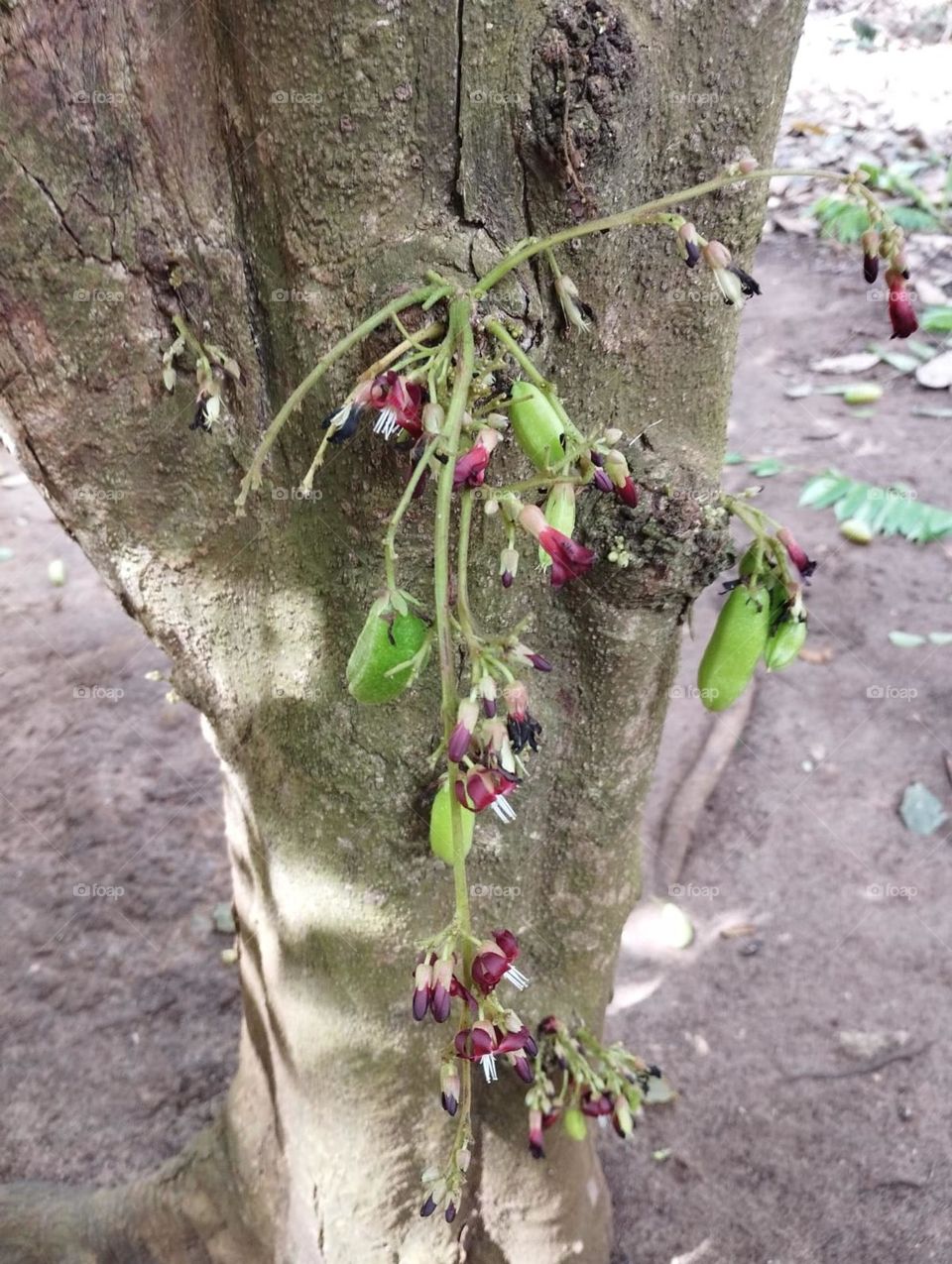 This is us before maturity