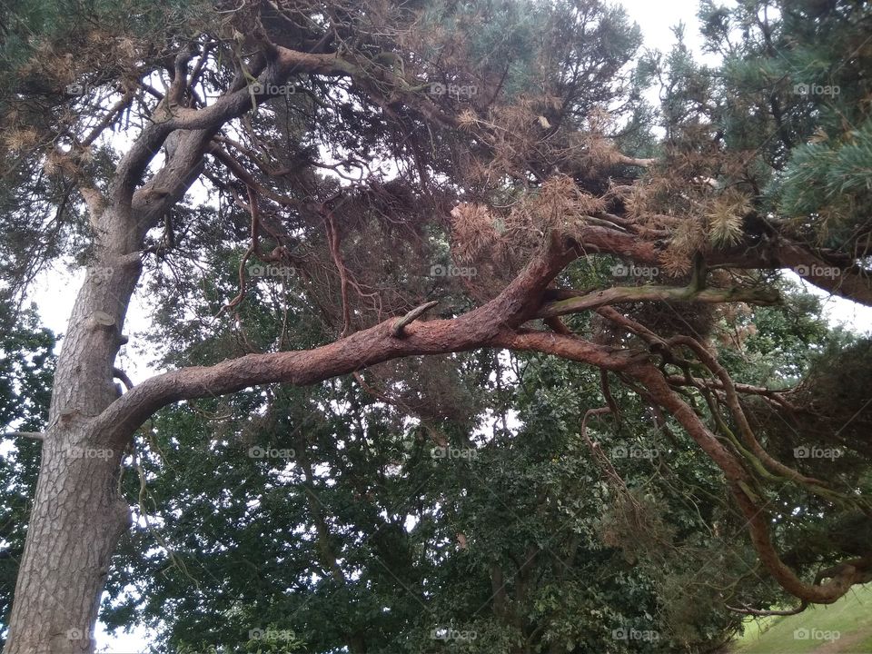 Neo Tree Branch, Permissive Field, Barclay Park