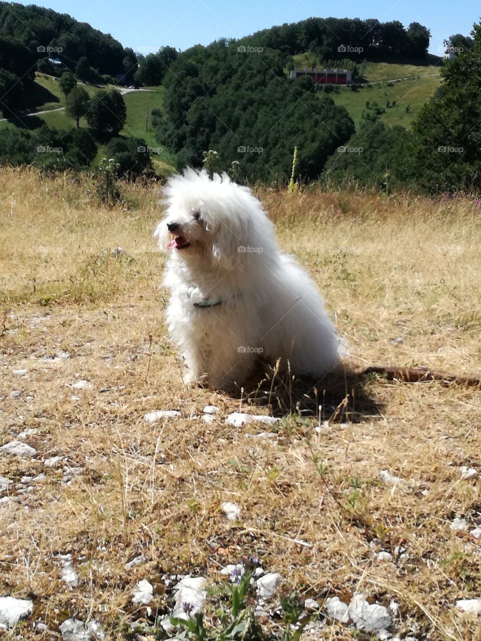 A white dog in the mountain