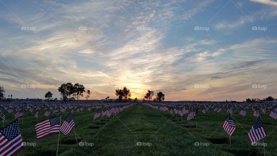 veteran's day flags