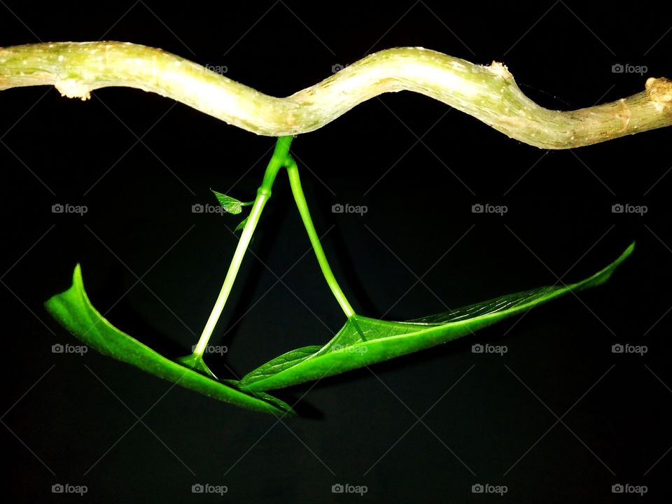 plant close-up creativity