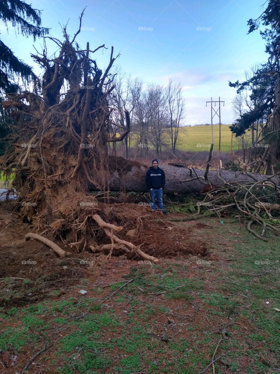 giant tree fallen over