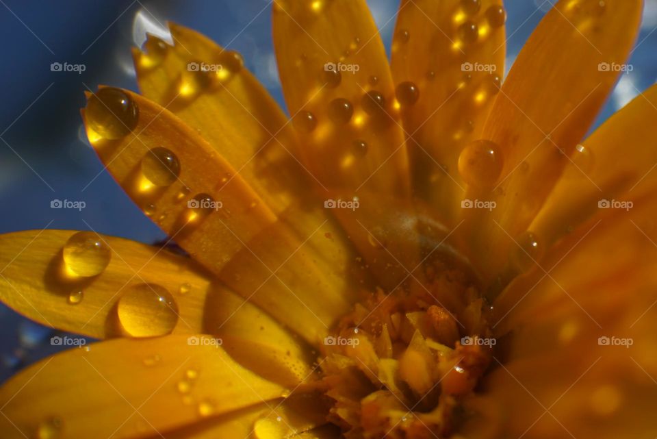 Flower#blossom#nature#drops#water