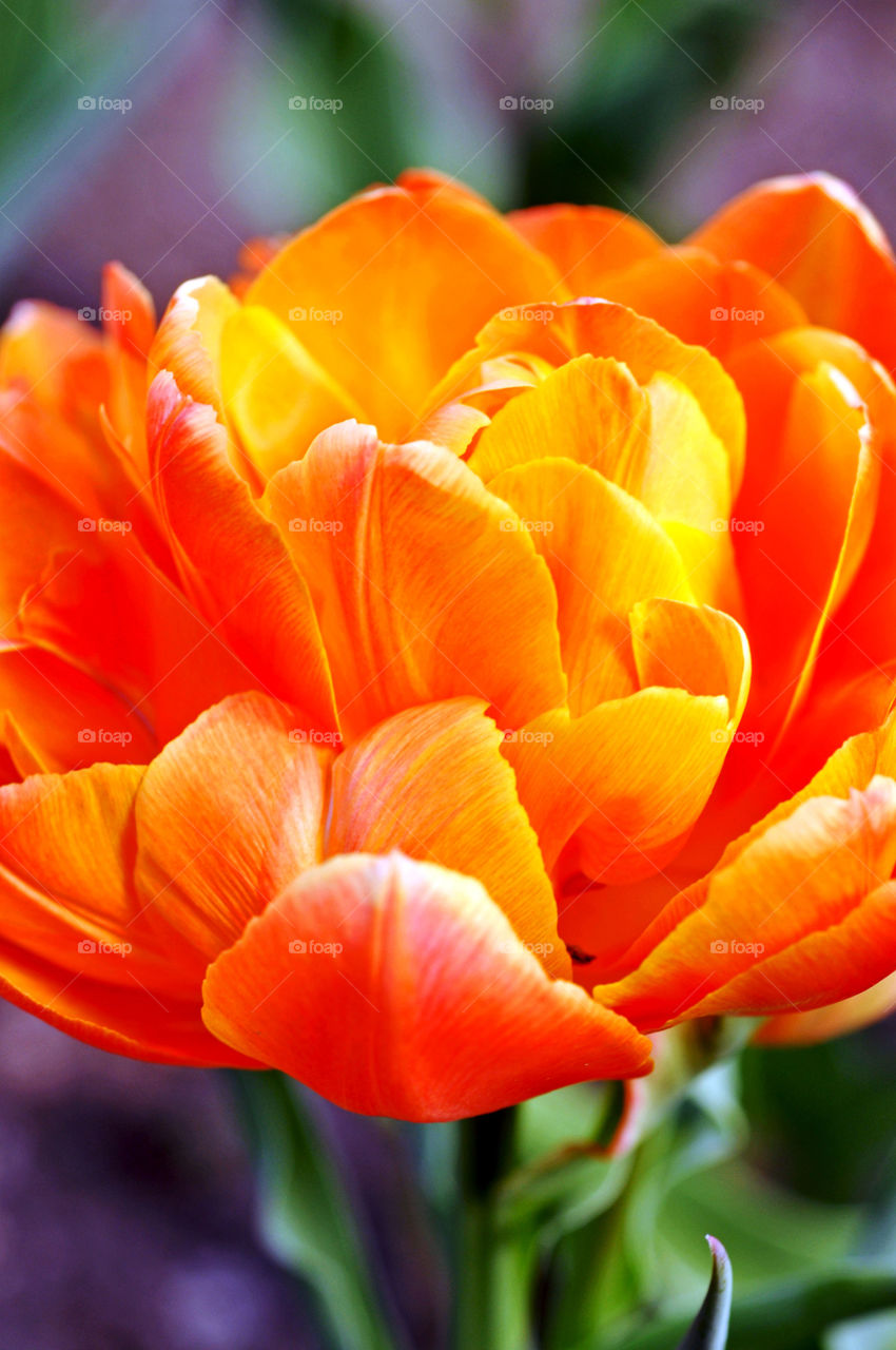 Yellow-Orange Flower