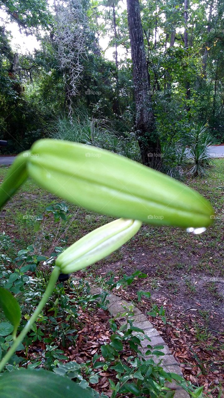 Lilly bud with raindrops dripping