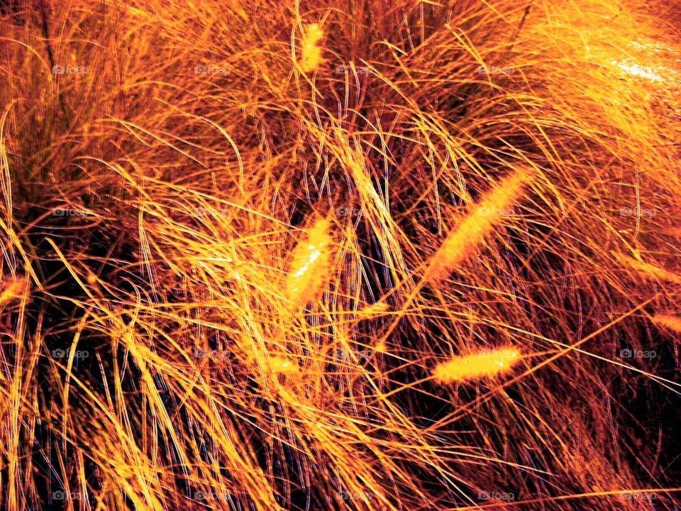 orange and black grass. orange and black grass abstract