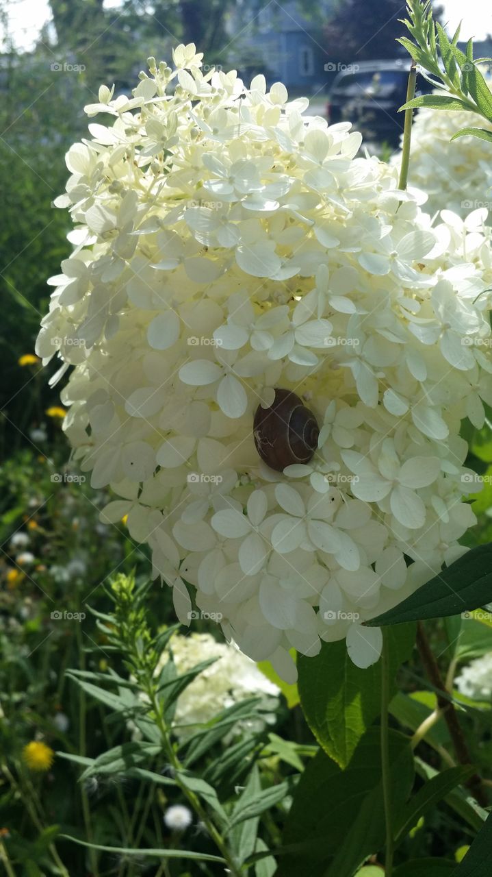 snail. snail in a flower