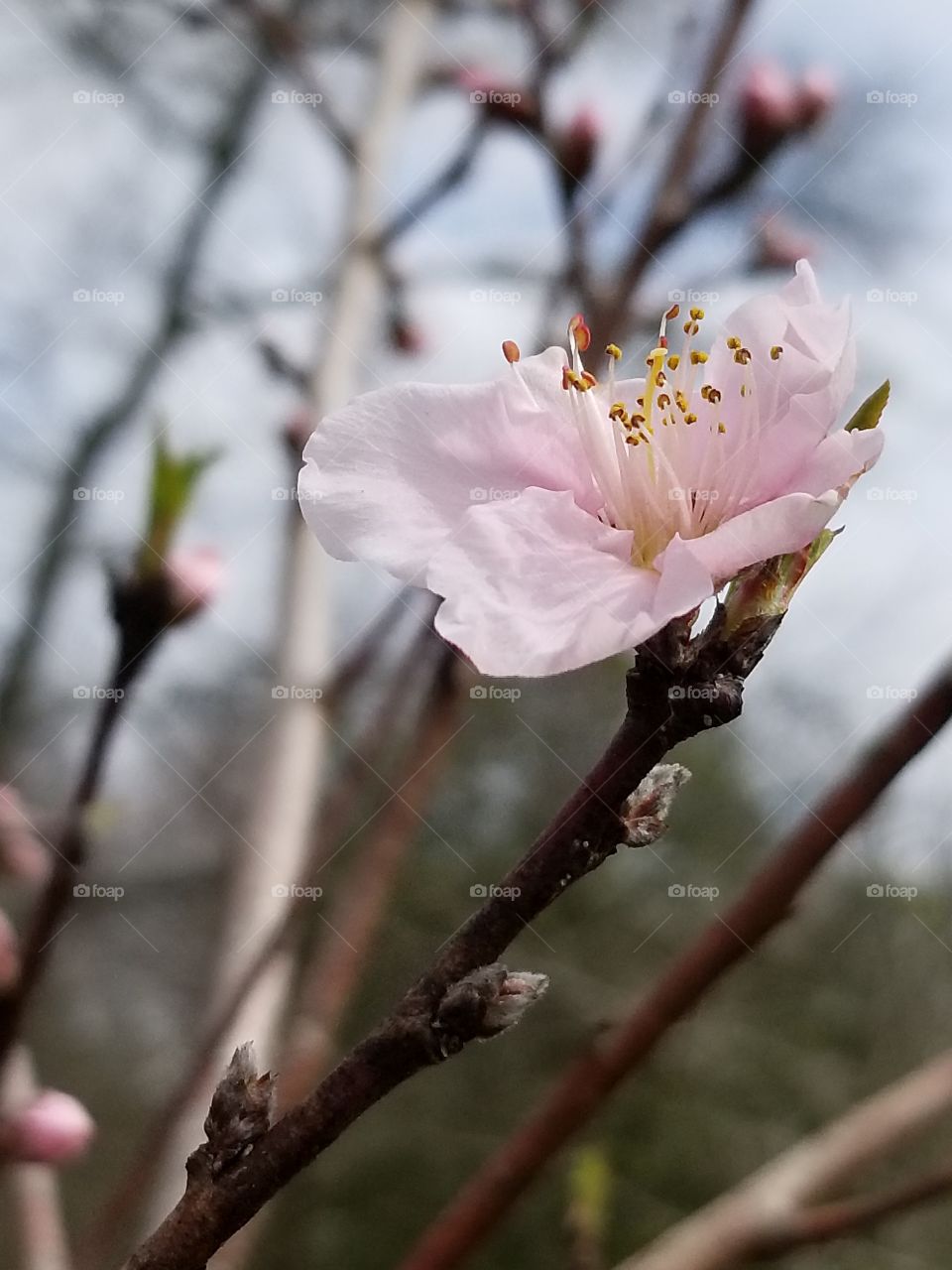 Peach tree blossoms