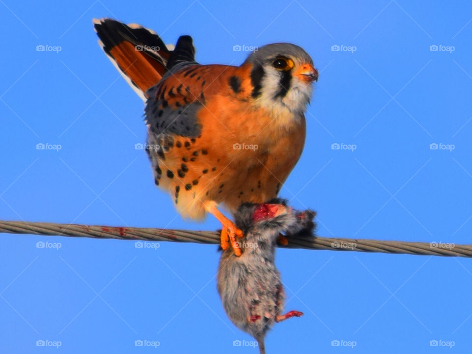 Anerican Kestrel