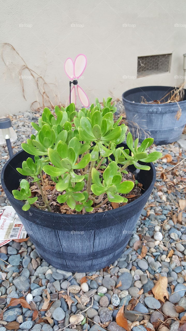 potted succulents