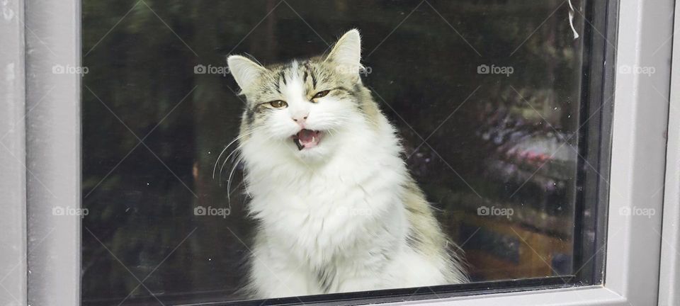 A fluffy black, gray and white longhair cat is squinting her eyes while she’s yawning all the while looking out the window or could it be that she’s hissing ?  Something tells me that this is a special moment. 2023. Hypnotic Productions