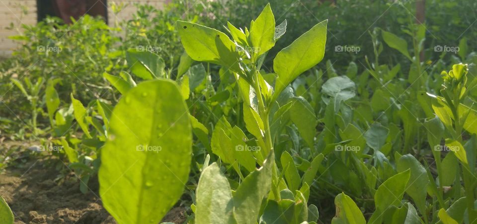 spinach in my home