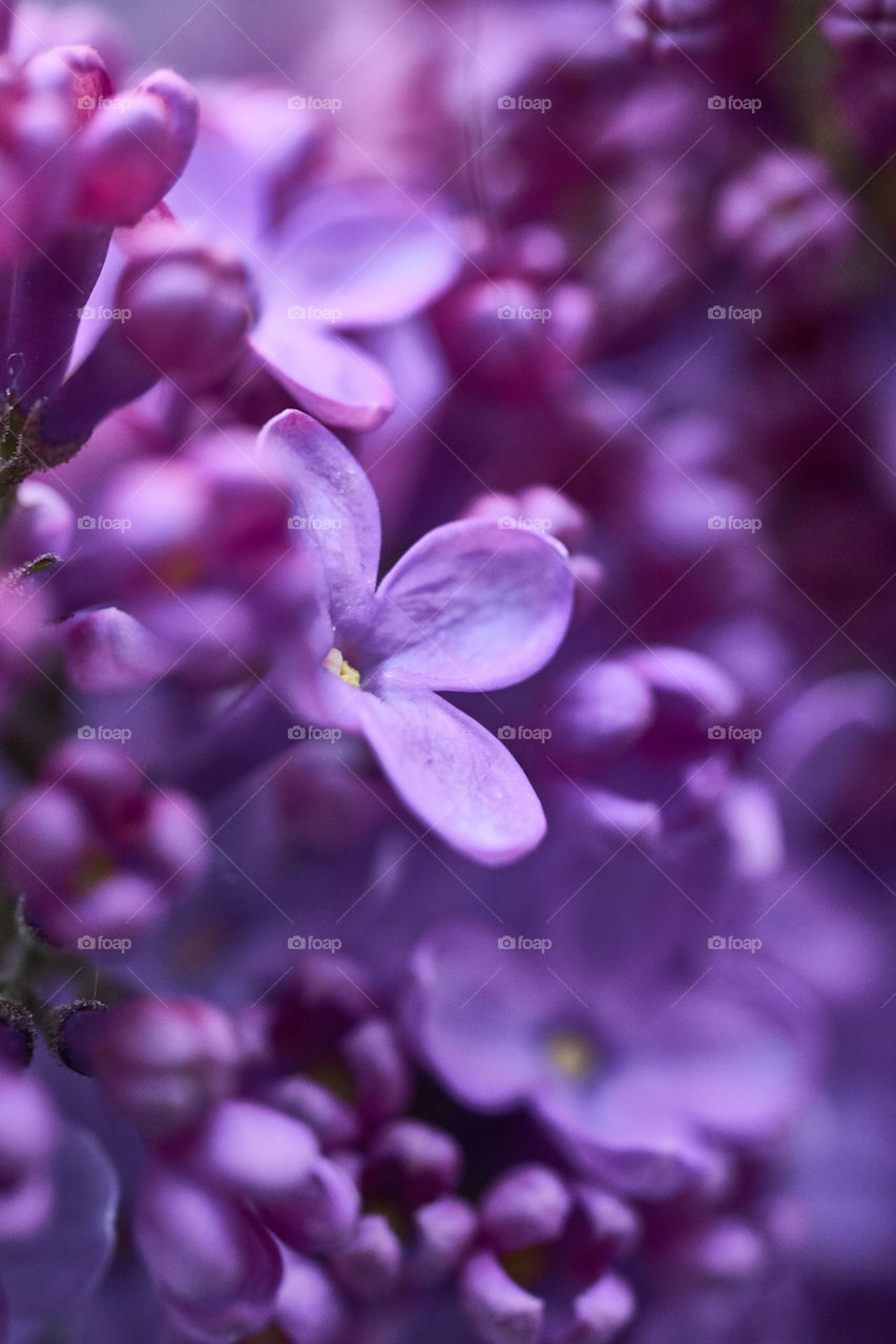 blooming lilac close up