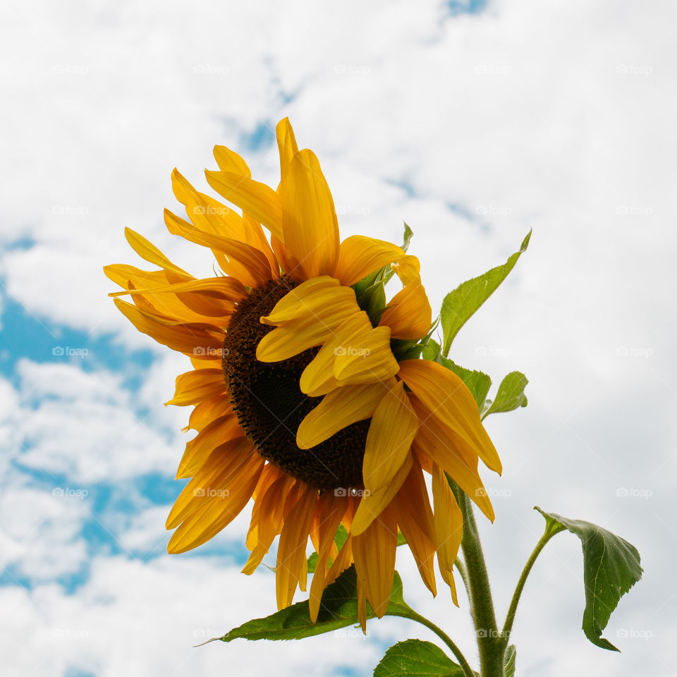 Sunflowers 