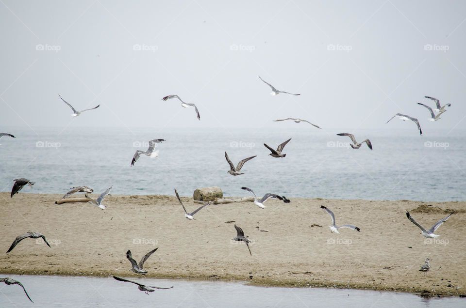 A Flock Of Seagulls Fly Over A Beach