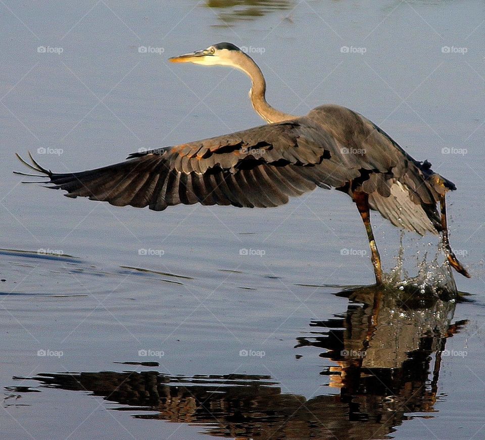 Great Blue Heron Taking Flight
