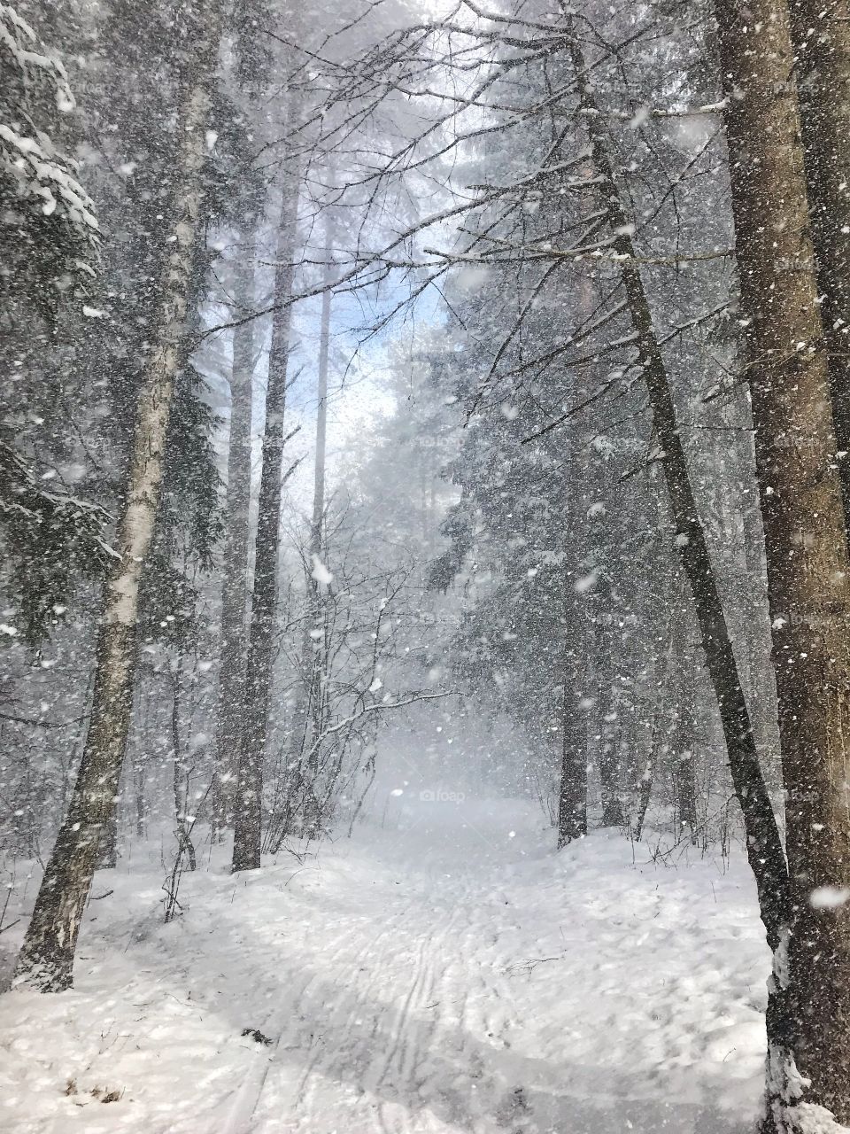 Snowstorm in forest
