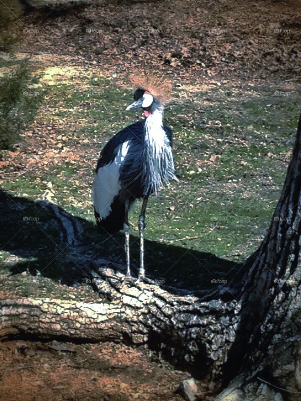 Birdie long legs