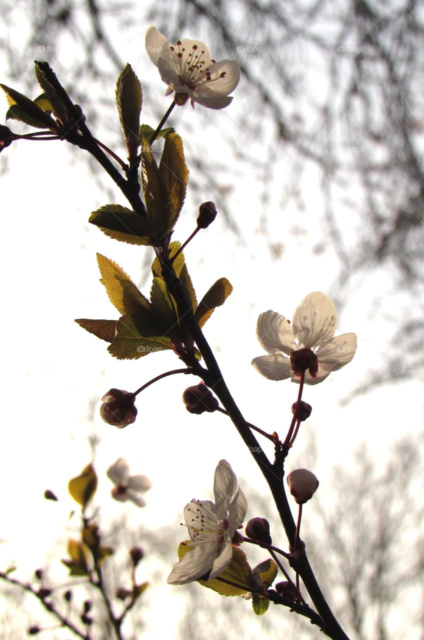 cherry blossom