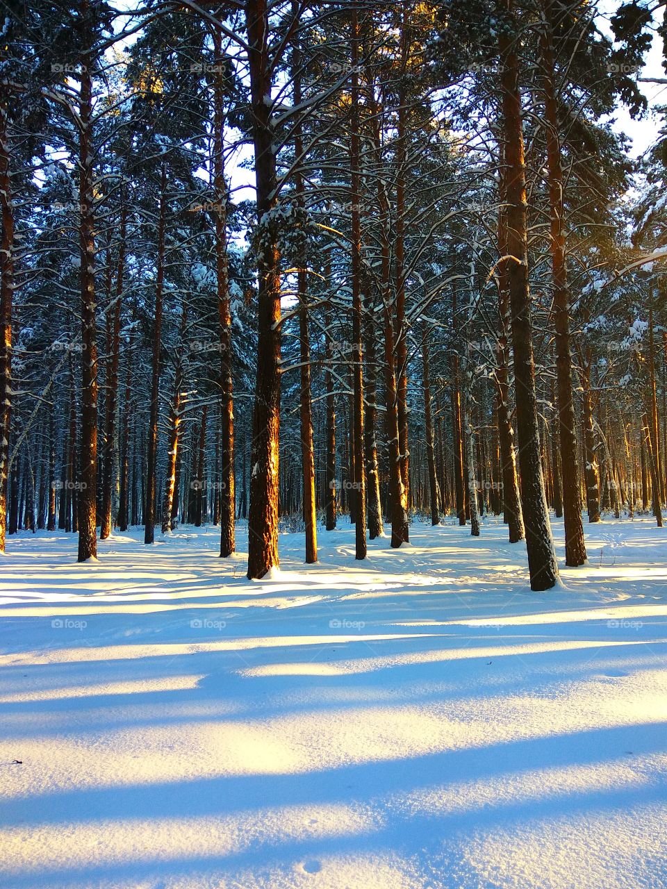 Winter pine tree wood