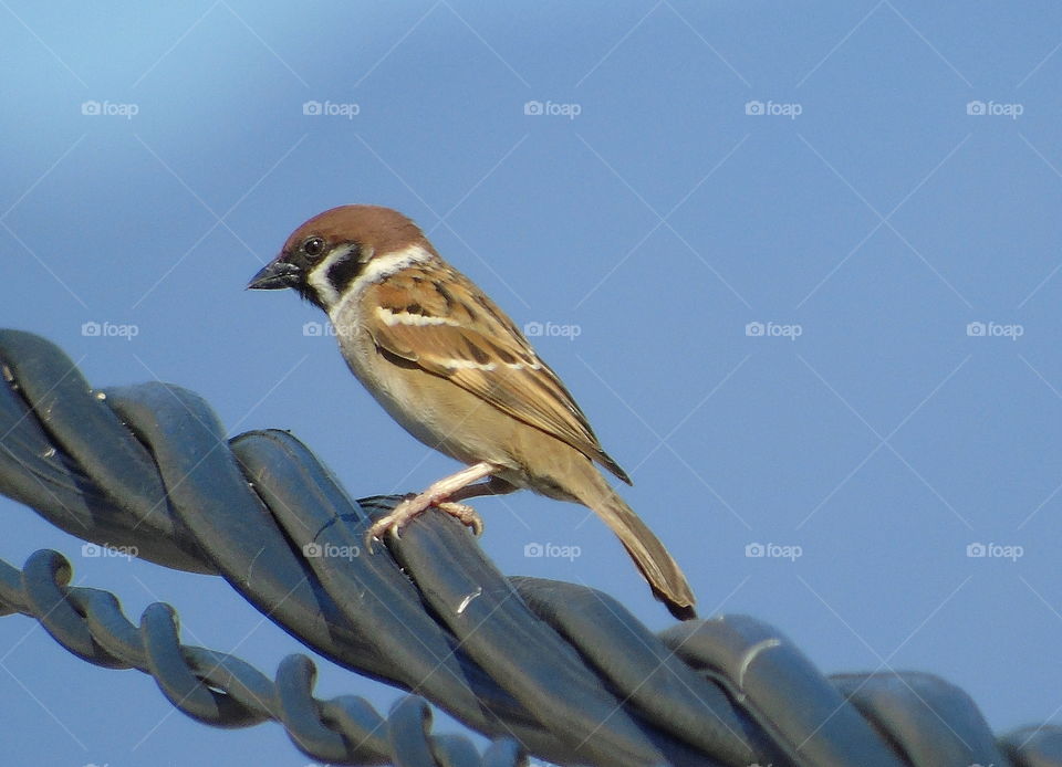 Eurassian tree sparrow. An individue cable interest to the distance with other in an actively. The bird's shown interest to keep near for the hometown. Spreading well to the lowland until the low hill residential .
