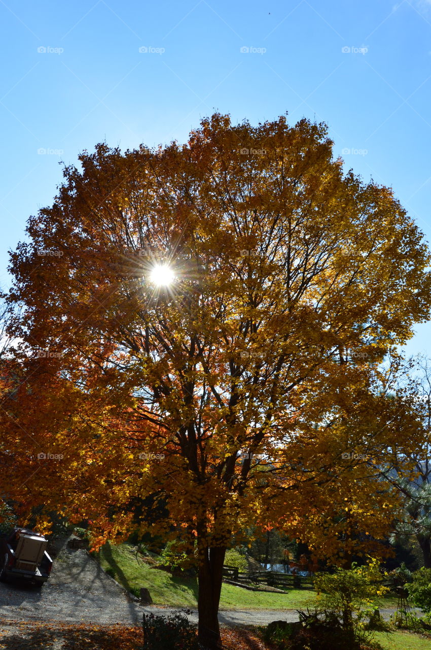 sun shine through fall colors in a maple tree