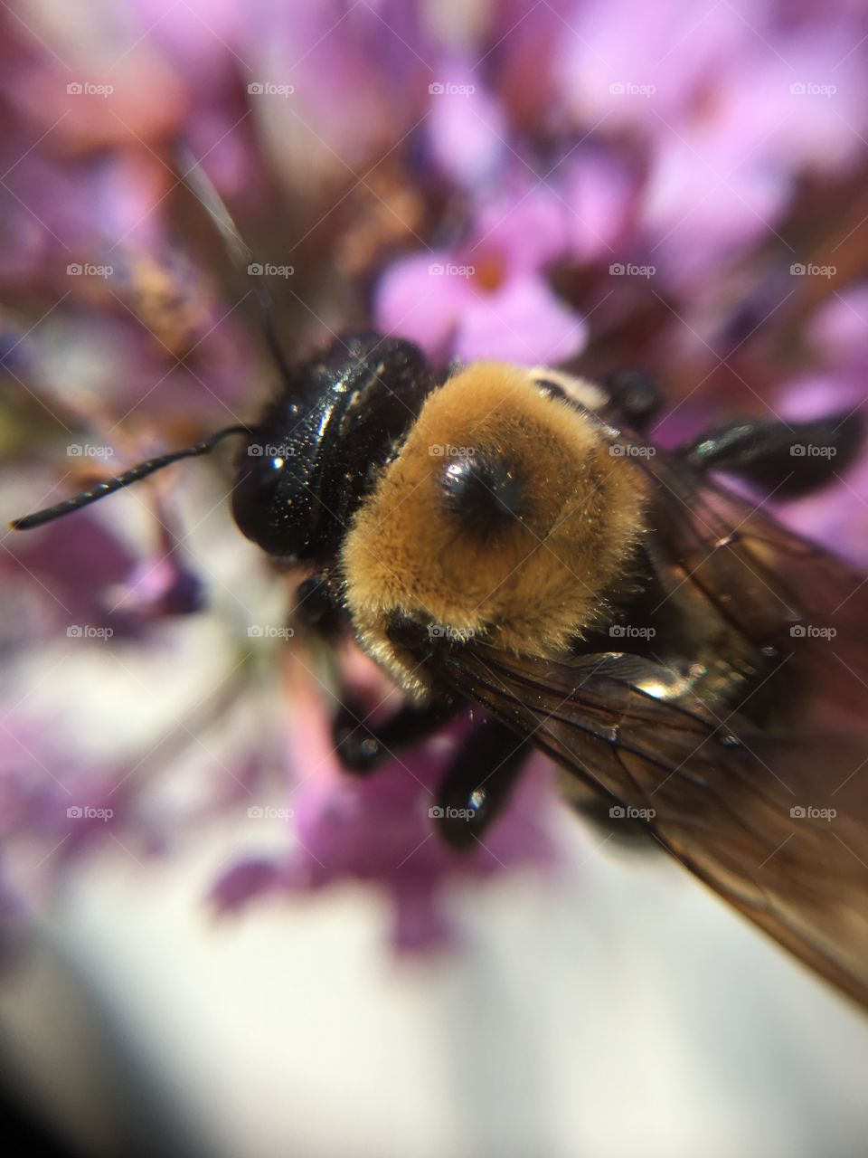 Bumblebee closeup