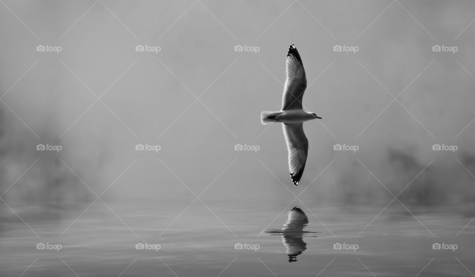 Bird over water