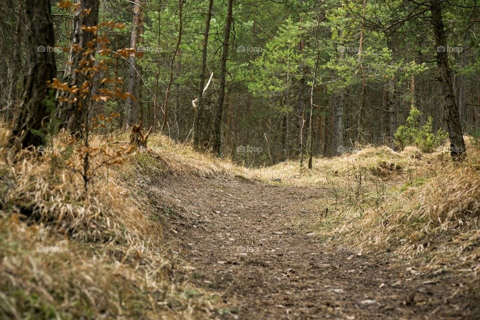 Jumping pump track trail for bicycle built in the middle of the woods. Slovakia