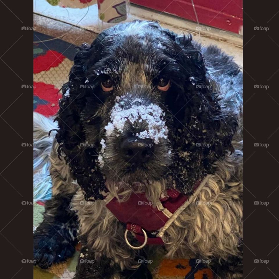 Someone's been digging in the snow lol