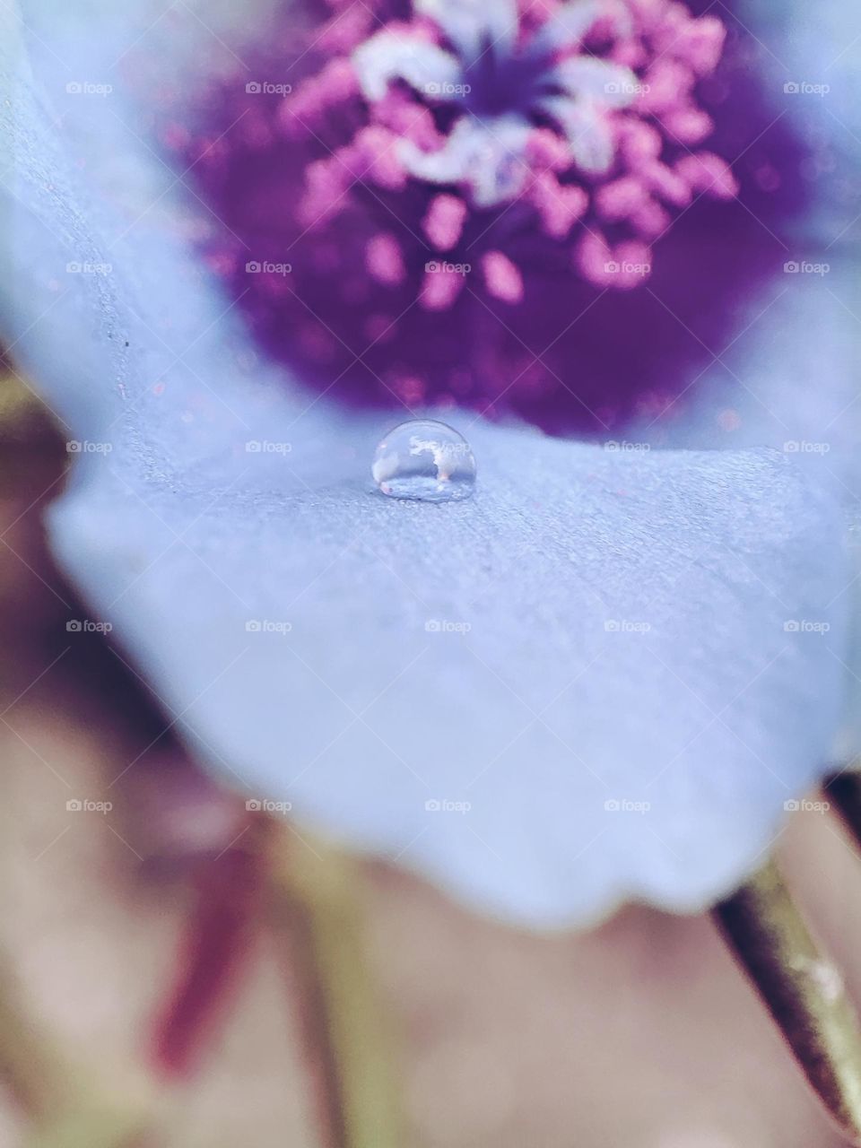 Droplet on a flower